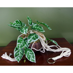 Hanging pothos plant detail