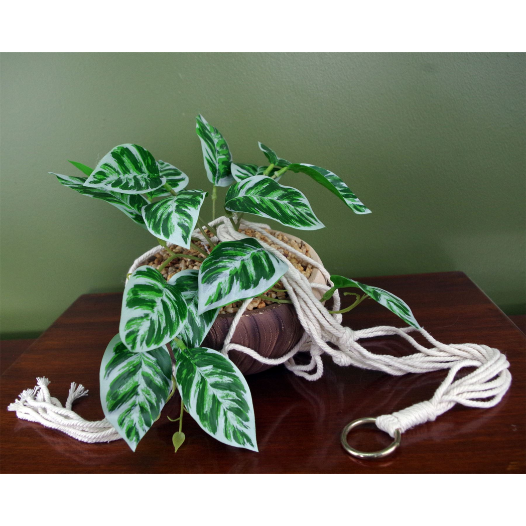Hanging pothos plant detail