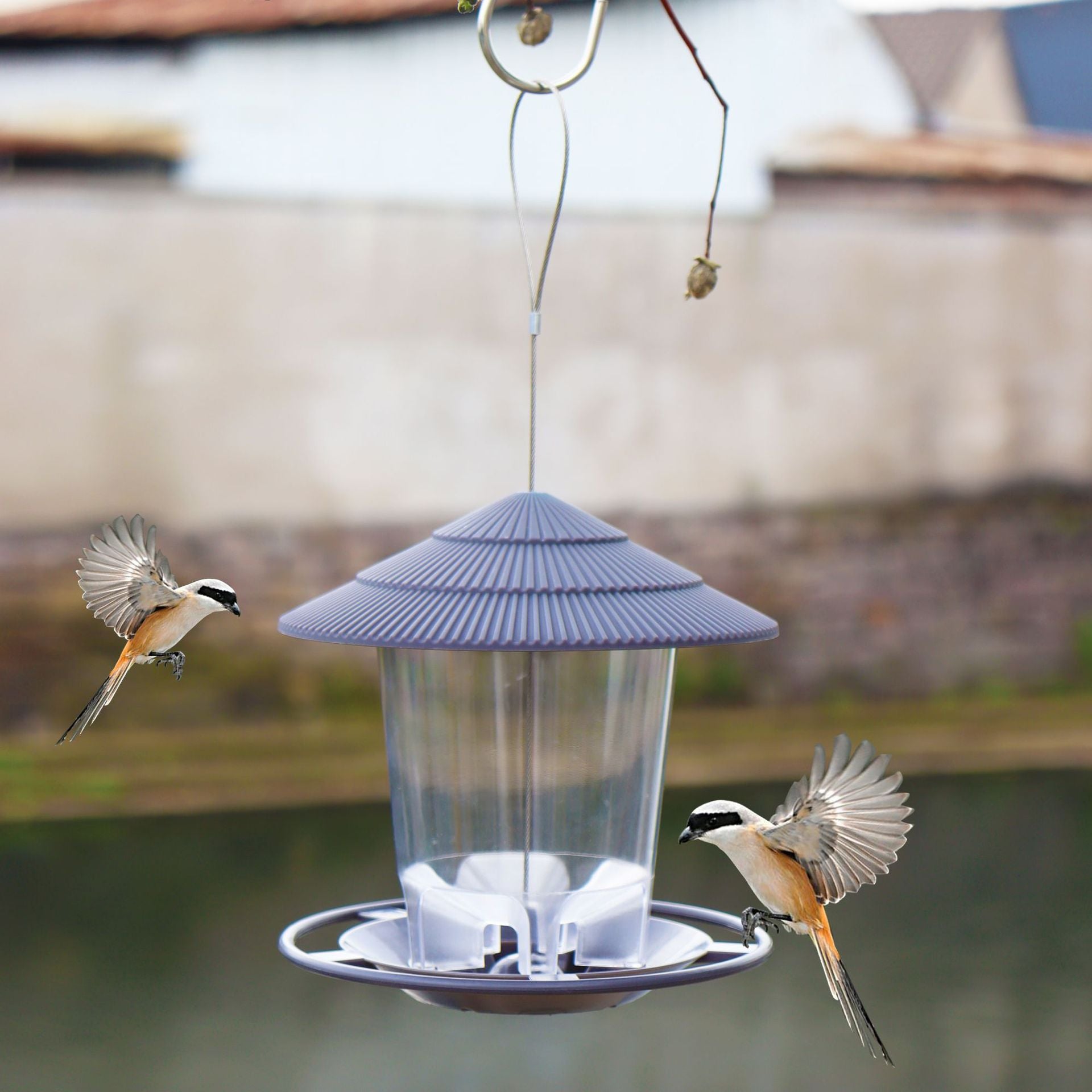 Bird feeder hanging in garden